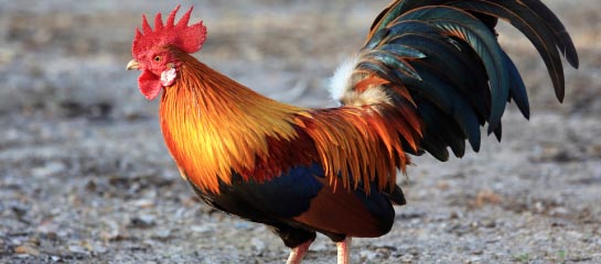 Chickens rule the roost on Kauai, so knowing their backstory is important. // © 2013 Thinkstock F